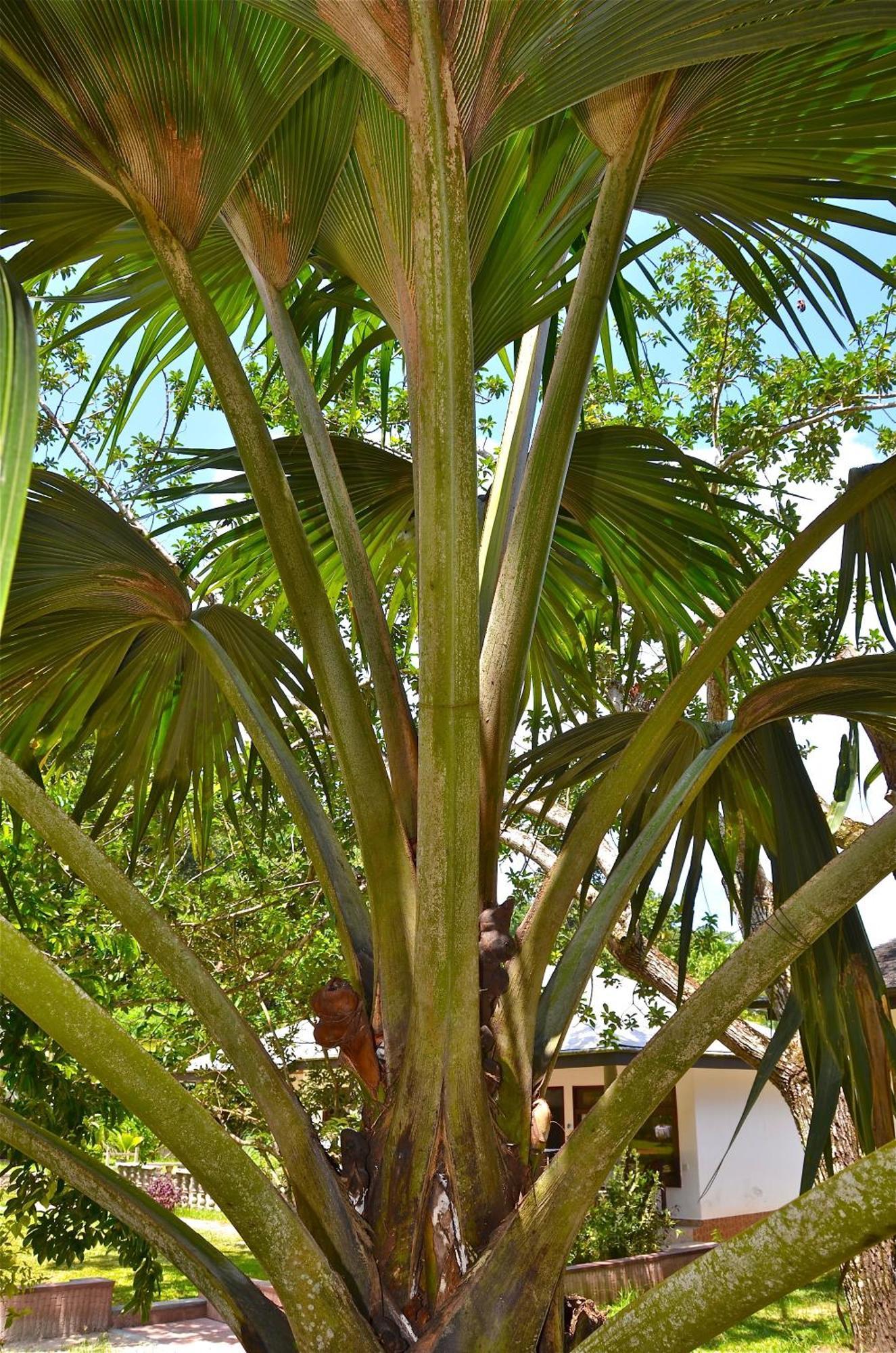 Calou Guest House La Digue Exterior foto